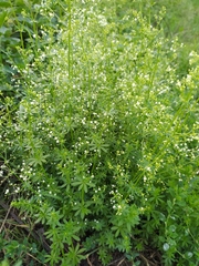 Galium album