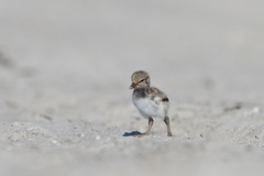 Haematopus palliatus