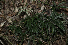 Adiantum hispidulum