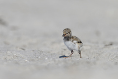 Haematopus palliatus