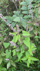 Teucrium canadense