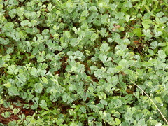 Marsilea macropoda