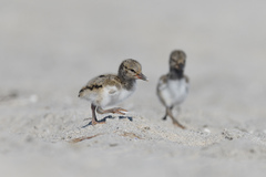 Haematopus palliatus