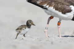 Haematopus palliatus