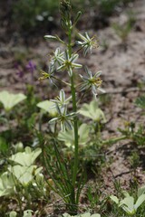 Albuca