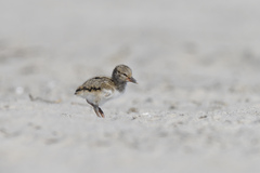 Haematopus palliatus