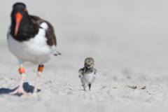 Haematopus palliatus