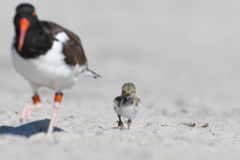 Haematopus palliatus