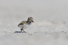 Haematopus palliatus