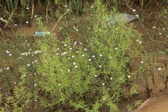 Symphyotrichum subulatum