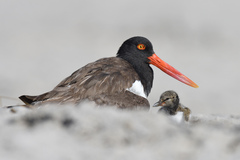 Haematopus palliatus