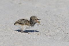 Haematopus palliatus