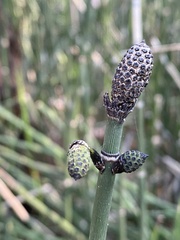 Equisetum hyemale