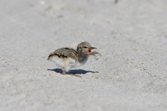 Haematopus palliatus
