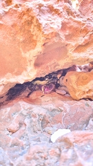 Leptograpsus variegatus