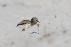Haematopus palliatus