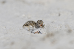 Haematopus palliatus