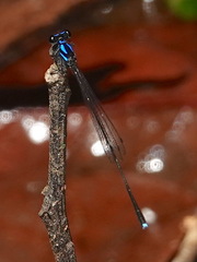 Prodasineura collaris