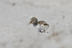 Haematopus palliatus