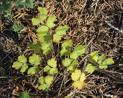 Thalictrum aquilegiifolium