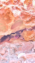 Leptograpsus variegatus