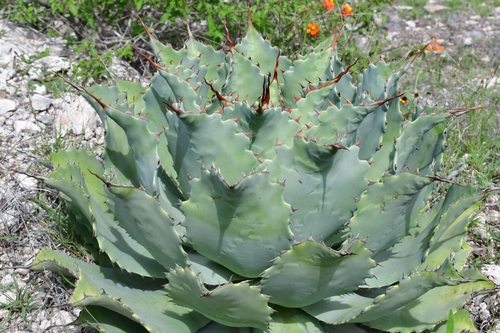 Butterfly Agave