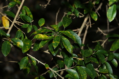 Maclura cochinchinensis