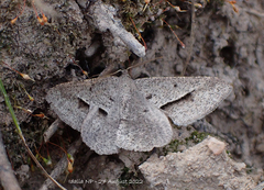 Isturgia penthearia
