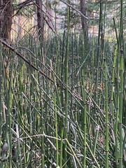 Equisetum hyemale