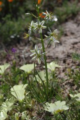 Albuca