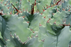 Agave potatorum