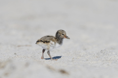 Haematopus palliatus