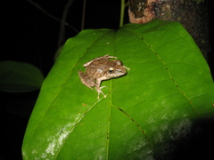 Pristimantis fenestratus