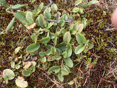 Epigaea repens