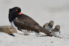 Haematopus palliatus