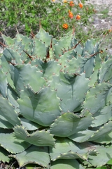 Agave potatorum