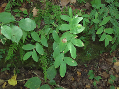 Uvularia grandiflora