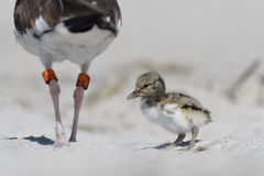 Haematopus palliatus
