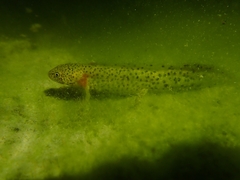 Triturus macedonicus