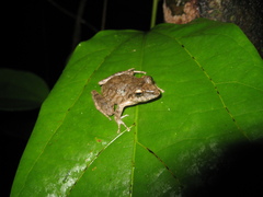 Pristimantis fenestratus