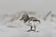 Haematopus palliatus