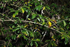 Maclura cochinchinensis