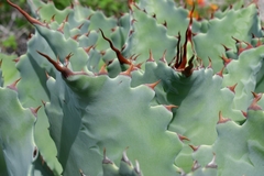Agave potatorum