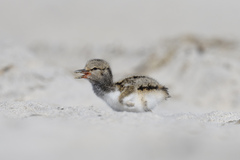 Haematopus palliatus