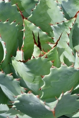 Agave potatorum