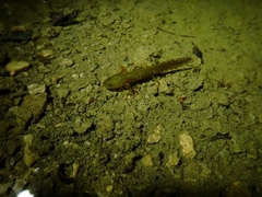 Triturus macedonicus