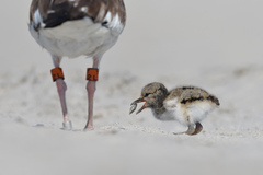 Haematopus palliatus