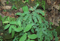 Adiantum pedatum