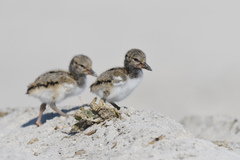 Haematopus palliatus