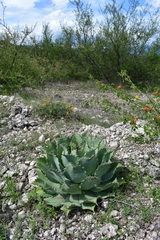 Agave potatorum